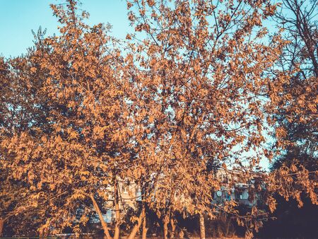Yellow leaves. The leaves are hanging on a tree of golden color. Leaf closeup. Golden autumn.の写真素材
