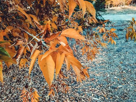 Yellow leaves. The leaves are hanging on a tree of golden color. Leaf closeup. Golden autumn.の写真素材