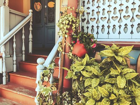 Green leaves and flowers against the stears of an old building in old Tbilisi.の写真素材
