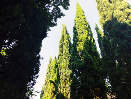 Tree tops are illuminated by the sun. In summer time ..の写真素材