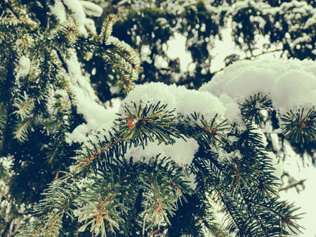 Sprig of a tree, Christmas trees in the snow. Snow on the street of the city. The beginning of...