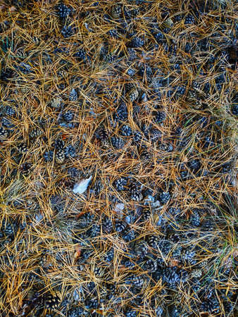 pine cones in a grove on dry fallen needles.
