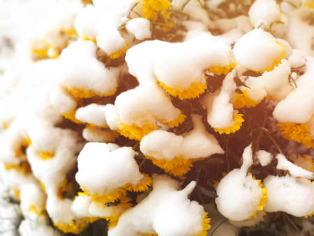 Frozen flowers under the snow on blurred background. The beginning of springの写真素材