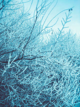 Spruce branches in the snow. Christmas tree. Christmas Holidays Background.の写真素材