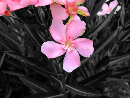 Pink flowers  and green leaves in the yard. Close up shot.