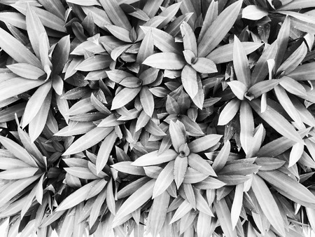 Ornamental plants grow in city parks near home. In summer time.の写真素材