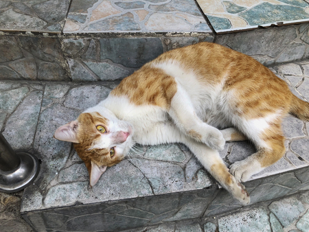 Beautiful red cat with white spots on a city street. Close-up shot.の写真素材