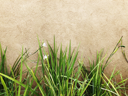 Stone wall and white flowers  in Rishon Le Zion. Close up shot.の写真素材
