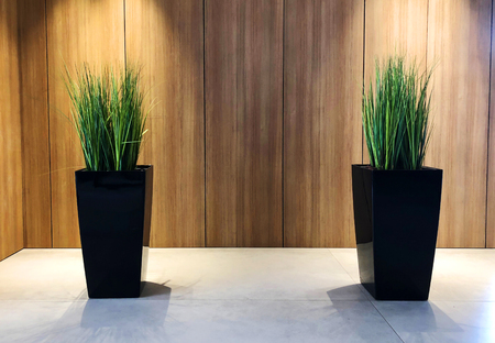 Decorative indoor flower standing on the floor and decorating the roomの写真素材