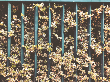 Ornamental plants grow in city parks near home. In summer time.の写真素材