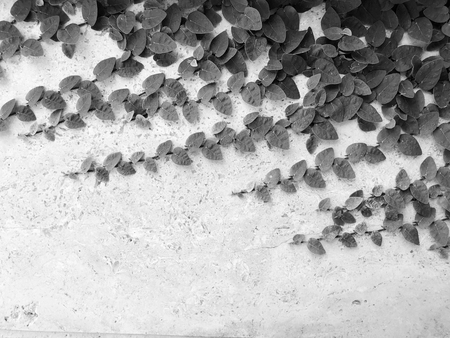 White stone wall and plants in Rishon Le Zion. Close up shot.の写真素材