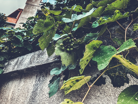 Green leaves of grapes, a brush of undisturbed grapes on a stone fence on the street.の写真素材