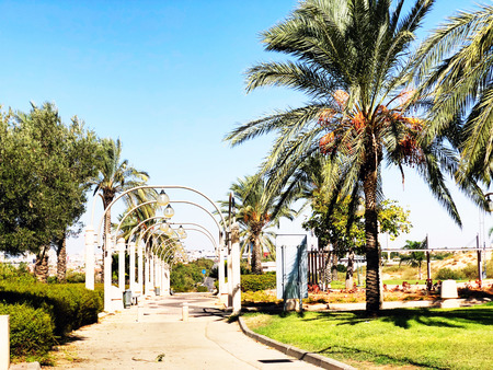 Street light and palm trees along sidewalk against blue sky.の写真素材
