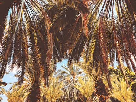 Close up of a tropical palm tree. Abstract palm texture for nature background.