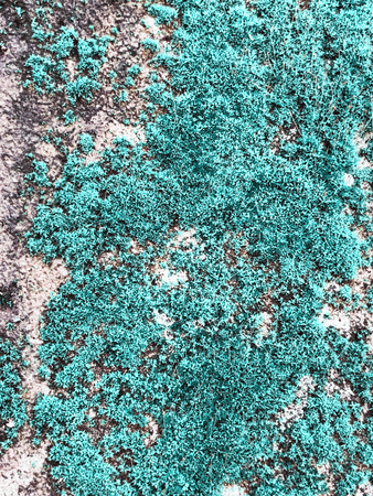 Closeup of green leaves texture background. Green leaves with beautiful pattern.の写真素材