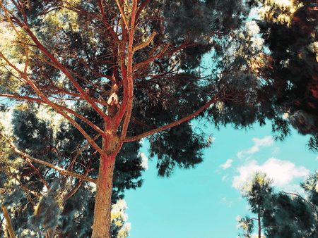 Bottom view of tall old pine  with Blue sky in background.の写真素材