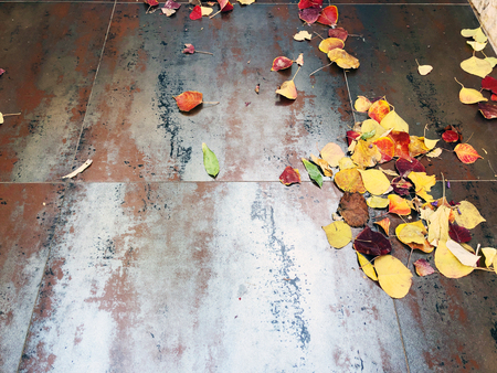 Dry leaves texture: the beauty of autumn leaves. Tree leaf on a rusty metal sheet.の写真素材