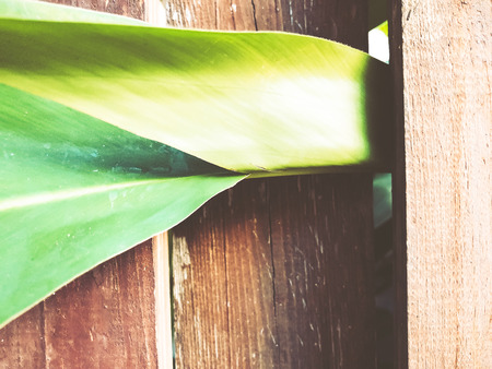 Tropical green leave fern plant on wooden background.