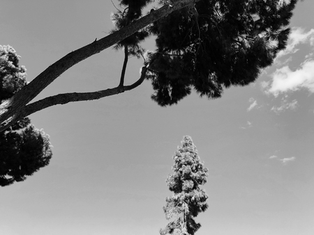 Bottom view of tall old pine  with Blue sky in background.の写真素材