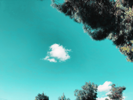 Bottom view of tall old pine  with Blue sky in background.
