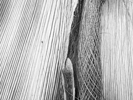 Tropical tree Background Photo, front view of dry leaves, as a background.の写真素材