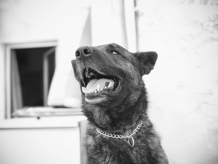 Black German shepherd portrait close up shot.の写真素材