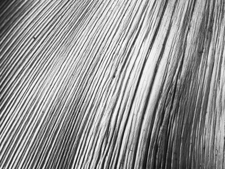 Tropical tree Background Photo, front view of dry leaves, as a background.の写真素材