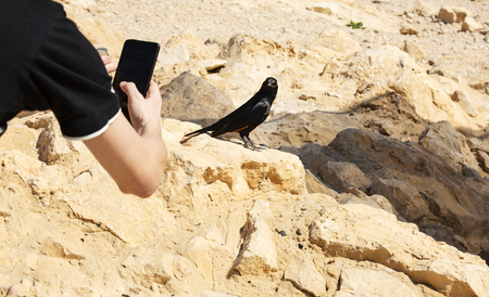 Black bird sits on a stone on Masada mountain and poses for a photo.