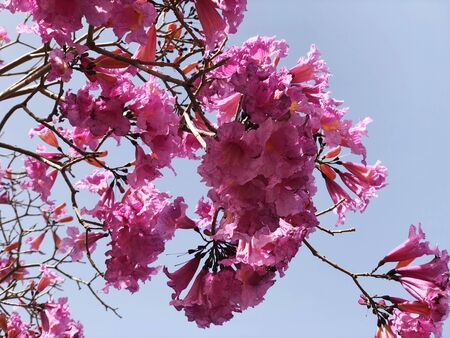 Spring nature blooming pink tree branch in city botanical park. Flowers with pink petals blooming on...