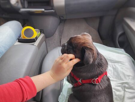 Black pug in the car. Girl plays with pugin the front seat of the car.の写真素材