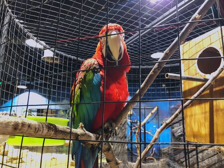 Large red parrot with green, blue and yellow color on it wings. Large Macaw Parrot perched on a...