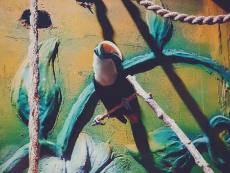 Toucan sitting in on a tree branch in the aviary, colorful tropical birds from America.の写真素材