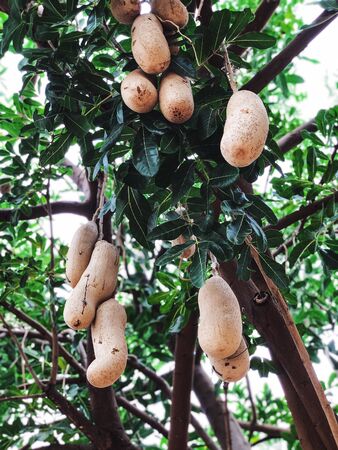 Unusual African sausage tree with sausage-like fruits that hang down from the limbs on long rope like stalksの写真素材