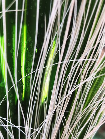Close up of a tropical palm tree. Abstract palm texture for nature background.