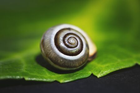 little snail on a green leaf,  close up shoot.