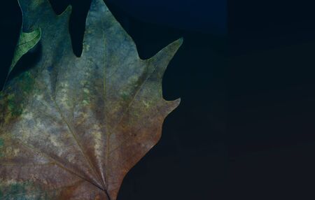 Beautiful bright colorful autumn leaf in the parkの写真素材