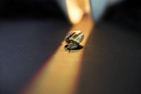little snail on a green leaf,  close up shoot.の写真素材