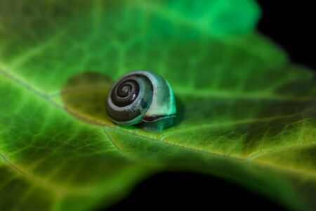 little snail on a green leaf,  close up shoot.の写真素材