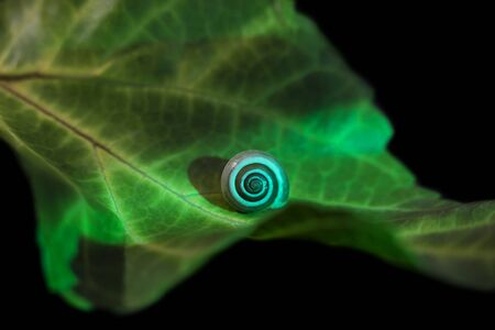 little snail on a green leaf,  close up shoot.の写真素材