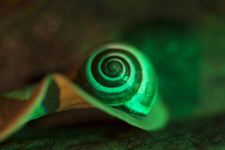 little snail on a green leaf,  close up shoot.の写真素材