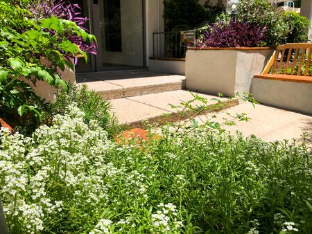 Bright and beautiful flowers in the city of Rishon Le Zion.