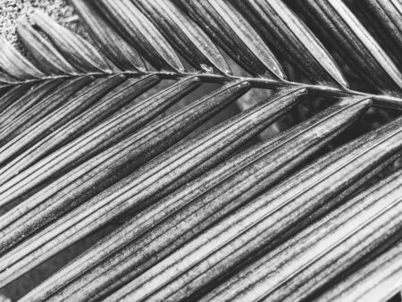 Closeup beatiful green palm leaf With sunlight shining on the palm leaves,palm branches with green leaves.の写真素材