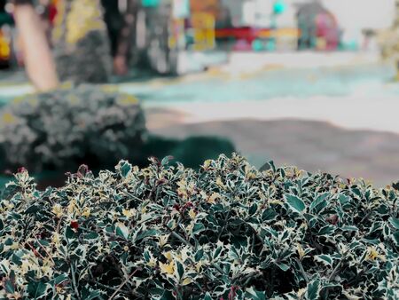 Beautiful landscape with colored flowers in a city park, a warm autumn day in the city.の写真素材