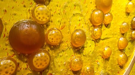 Saccharomyces cerevisiae yeast. Microscopic fungi, baker's or brewer's yeast, are used as probiotics...