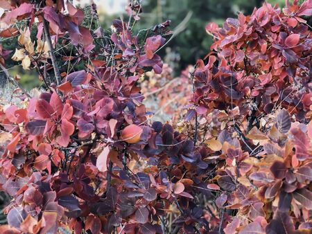 Dry, colored leaves on the on the road, autumn in the city.の写真素材