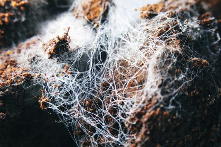 Fungus on old coffee ground for the backgroundの写真素材