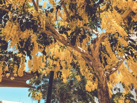 Blooming yellow acacia or elm. Mimosa, acacia and other plants on a branch.の写真素材