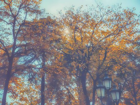 Dried leaves on a tree on the background of the park, autumn in the city.の写真素材