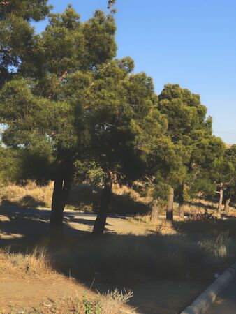 Beautiful old conifer trees near the road against the sky.の写真素材
