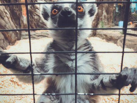 A curious lemur peers through cage. Ring-tailed lemur at the zoo.